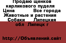 Продаю щенков карликового пуделя › Цена ­ 2 000 - Все города Животные и растения » Собаки   . Липецкая обл.,Липецк г.